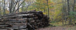 Auf dem Holzweg sein - © matthew_hull, morguefile.com