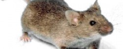 Da beißt die Maus keinen Faden ab - © Wikipedia