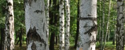 Den Wald vor lauter Bäumen nicht sehen - © sebastiano, morguefile.com