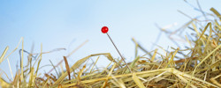 Die Nadel im Heuhaufen suchen - © 0pidanus/fotolia.de