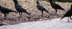 Eine Krähe hackt der anderen kein Auge aus - © mrmac04, morguefile.com