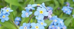 Etwas durch die Blume sagen - © AmalaWolf, Wikipedia