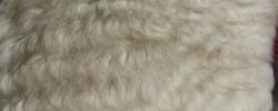Rubbel die Katz - © EmmiP, morguefile.com