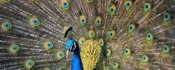 Über etwas mit Argusaugen wachen - © BS Thurner Hof, Wikipedia
